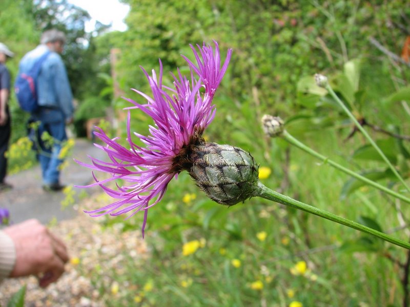 Centaurée scabieuse 